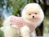 Pomeranian Boo Yavrular