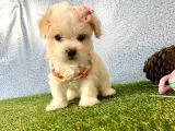 Maltipoo Mix Irk Garantili Yavrular