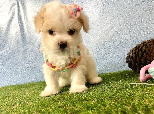Maltipoo Mix Irk Garantili Yavrular görsel
