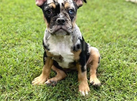 Özel Renk Three Merle French Bulldog görsel