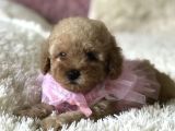 Red Apricot Dişi Erkek Toy Poodle Yavrular