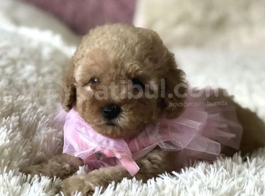 Red Apricot Dişi Erkek Toy Poodle Yavrular görsel