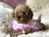 Red Apricot Dişi Erkek Toy Poodle Yavrular