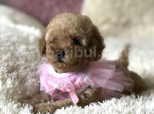Red Apricot Dişi Erkek Toy Poodle Yavrular görsel
