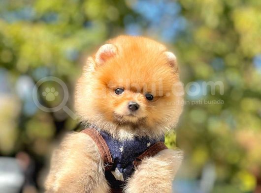 Safkan Ayı Surat Pomeranian Boo Yavrularımız görsel