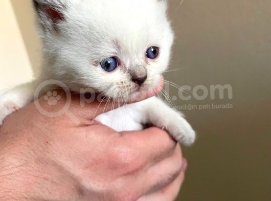 Safkan British Shorhair Blue Point Kaliteli Yavrular görsel