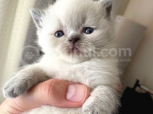 Safkan British Shorhair Blue Point Kaliteli Yavrular görsel
