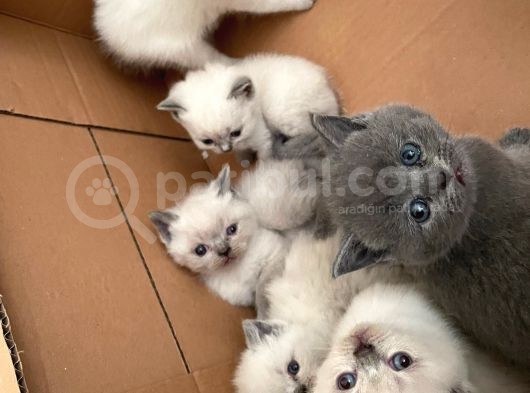 Safkan British Shorhair Blue Point Kaliteli Yavrular görsel