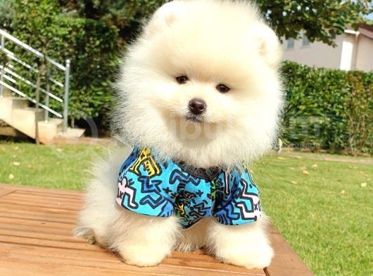 Orjinal Pomeranian Boo Yavrularımız görsel