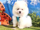 Satılık Pomeranian Boo Teddy Bear Yavrular