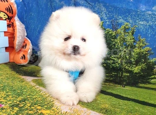 Satılık Pomeranian Boo Teddy Bear Yavrular görsel