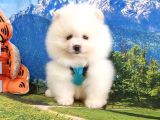 Satılık Pomeranian Boo Teddy Bear Yavrular