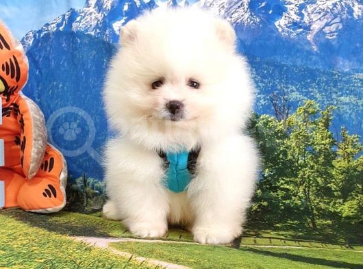 Satılık Pomeranian Boo Teddy Bear Yavrular görsel