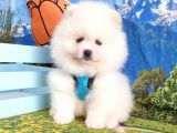 Satılık Pomeranian Boo Teddy Bear Yavrular