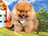 Satılık Pomeranian Boo Teddy Bear Yavrular