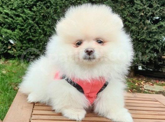 Satılık Pomeranian Boo Teddy Bear Yavrular görsel