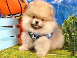 Orjinal Pomeranian Boo Yavrularımız