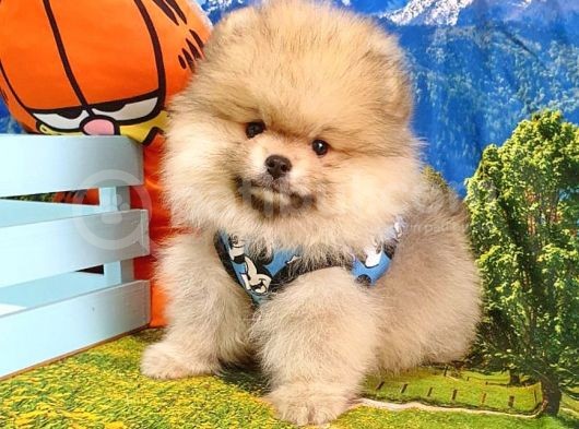 Orjinal Pomeranian Boo Yavrularımız
