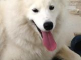 Sasha Samoyed