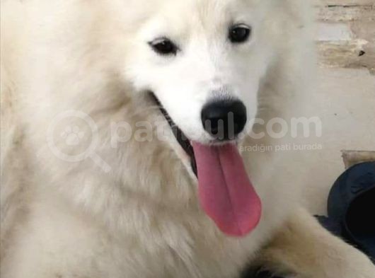 Sasha Samoyed görsel