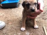 Pitbul