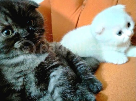 2 Kardeş görsel