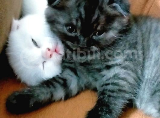 2 Kardeş görsel