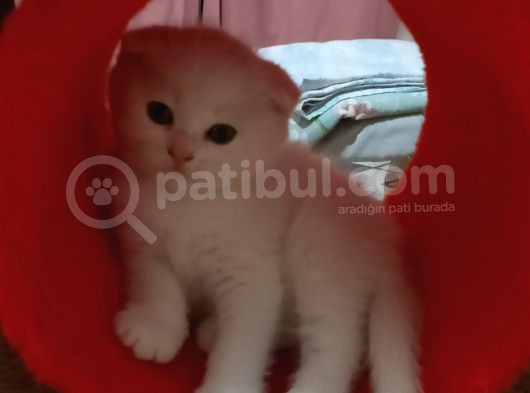 2 Kardeş görsel