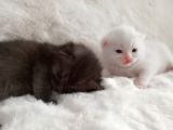 2 Kardeş