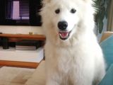 Sasha Samoyed