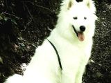 Sasha Samoyed