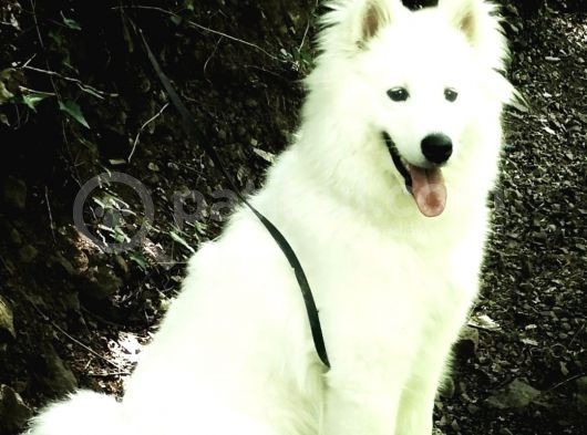 Sasha Samoyed görsel