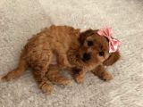 Red  Brown Dısı Toy Poodle - Görüşülür