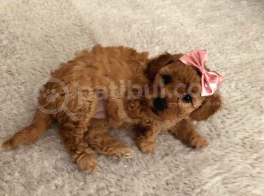 Red  Brown Dısı Toy Poodle - Görüşülür görsel