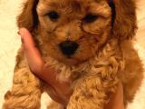 Red  Brown Dısı Toy Poodle - Görüşülür
