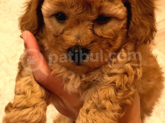 Red  Brown Dısı Toy Poodle - Görüşülür görsel