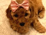 Red  Brown Dısı Toy Poodle - Görüşülür