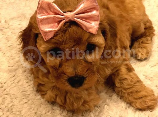 Red  Brown Dısı Toy Poodle - Görüşülür görsel