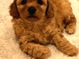 Red  Brown Dısı Toy Poodle - Görüşülür