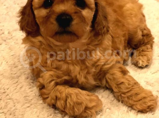 Red  Brown Dısı Toy Poodle - Görüşülür