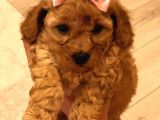 Red  Brown Dısı Toy Poodle - Görüşülür