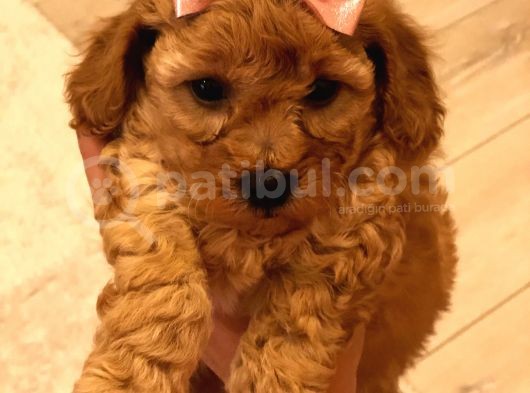 Red  Brown Dısı Toy Poodle - Görüşülür görsel
