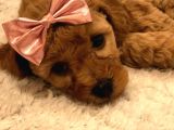 Red  Brown Dısı Toy Poodle - Görüşülür