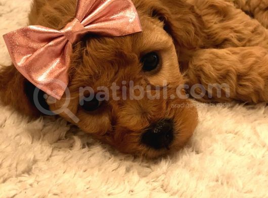 Red  Brown Dısı Toy Poodle - Görüşülür görsel