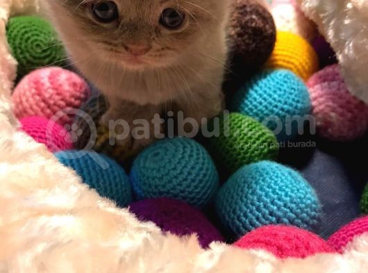 Şeker Bebeklerimize Bakmadan Geçmeyin görsel