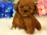 Red Brown Toy Poodle Yavrularimiz