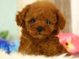 Red Brown Toy Poodle Yavrularimiz