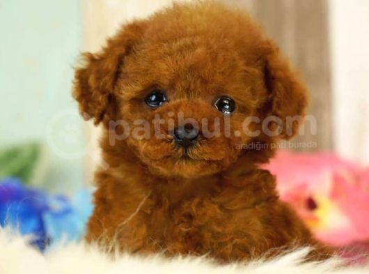 Red Brown Toy Poodle Yavrularimiz