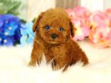 Red Brown Toy Poodle Yavrularimiz