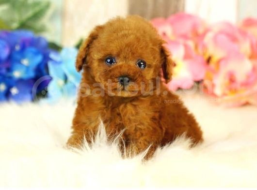 Red Brown Toy Poodle Yavrularimiz görsel